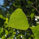 포플러(poplar) 이미지