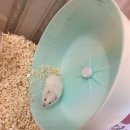 매산리 538 | 도미넌트 골든 햄스터 입양 받았어요. 입양 후기 공유해요.