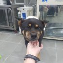 쑥고개로 이미지