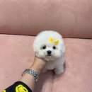 대구강아지분양 럽댕 이미지