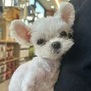 개린이집 | 전주 개린이집 강아지 분양후기/ 현대해상 우리펫보험 강이지보험 가입후기