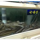 경주곰장어