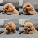코스트코 오리말이장어본 구매후기