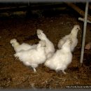 김용칠농장 이미지