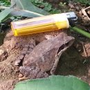 성의농장 2 이미지