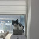 함께냥 평택점 | [함께냥] 평택, 오산 고양이 무마취미용샵 추천