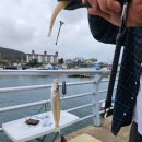 방어리 | 방어리방파제 낚시 후기｜벵에돔·감성돔 손맛 제대로! 초보도 즐길 수 있는 힐링 낚시