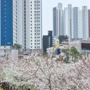 동삼수산 | 부산 영도 벚꽃구경, 영도 지금 가볼만한 곳! 동삼해수천 주말 방문 후기