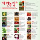왕징농장 Daum카페