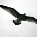 부산갈매기 이미지