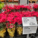 230-운정3-230 | 코스트코 일산점 크리스마스 시즌 내돈내산 방문 후기