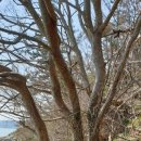 청정해역 신안 느릅나무 뿌리 껍질 (유근피) 이미지