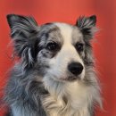 블루멍S 이미지