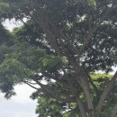 해운농장 | 하와이 여행 9일차 : 호놀룰루, 와이키키 해변, 미피스토어, Kona Joe Coffee, Basik 바식카페 아사이볼...