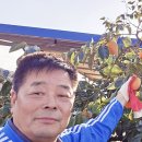 송원농장2 Daum카페