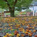 너울가지 이미지