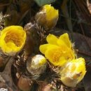 아도니스 이미지