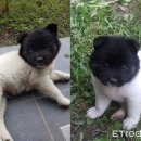 하얀강아지 이미지