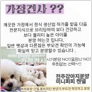 전주강아지분양 미니퍼피 가정견사 직영 | 전주강아지분양 추천, 미니퍼피 강아지분양 가정견사 전주직영점 이야기