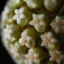 가평솔마당 이미지