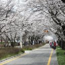 송광사&벚꽃길 이미지