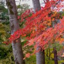 멍텅구리 이미지