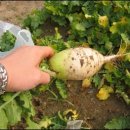 세창농장 이미지