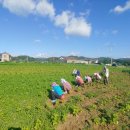 하서3리마을기업 네이버블로그
