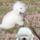 도그스토리 | 도그송출신 꼬똥드툴레아