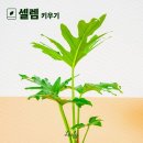 셀렘 - 여수시 미평6길 10-2 | 셀렘