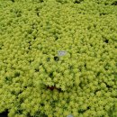 둘리 농장 이미지