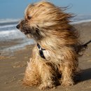 프로 스크린골프 이미지