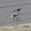 아산만의 쇠청다리도요(Marsh Sandpiper) 이미지