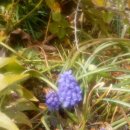 꽃도리집 이미지