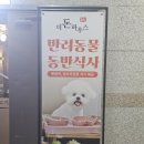 더돈하우스 | 대전시청역맛집 둔산동 애견동반식당 더돈하우스 둔산점