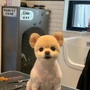 바닐라 애견샵 이미지