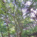 남원자연휴양림 이미지