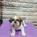 우주펫애견미용 이미지