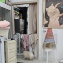 개멋지냥 이미지