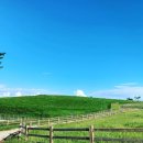 푸르름의 농원 이미지