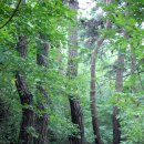 치악산둘레길 1코스 꽃밭머리길 이미지