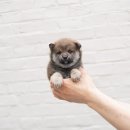 루이몽 | 대전시바견 분양후기 시바견가격 실속 입양 포인트 정리