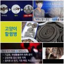 🦊야생 유해동물 길'고양 이 대책 논란~ 살처분이 답" vs "혐오조장"... *출처:JTBC 방송(26.07.30.일) 이미지