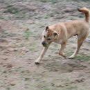 달강아지 이미지