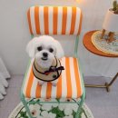 아띠 펫 이미지