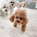 멍찌애견유치원 | 앙쥬 일기 :) 울산 남구에 위치한 소형견 애견 유치원 추천, 내돈내산 내돈으로 보내는 유치원 후기><