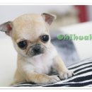 이개누구개 이미지