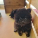 베이비멍 이미지