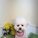 벨르시앙 이미지