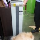 웨스턴동물병원 네이버블로그
